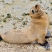 lion_sea_galapagos_san_h_0058_ecu2255.jpg